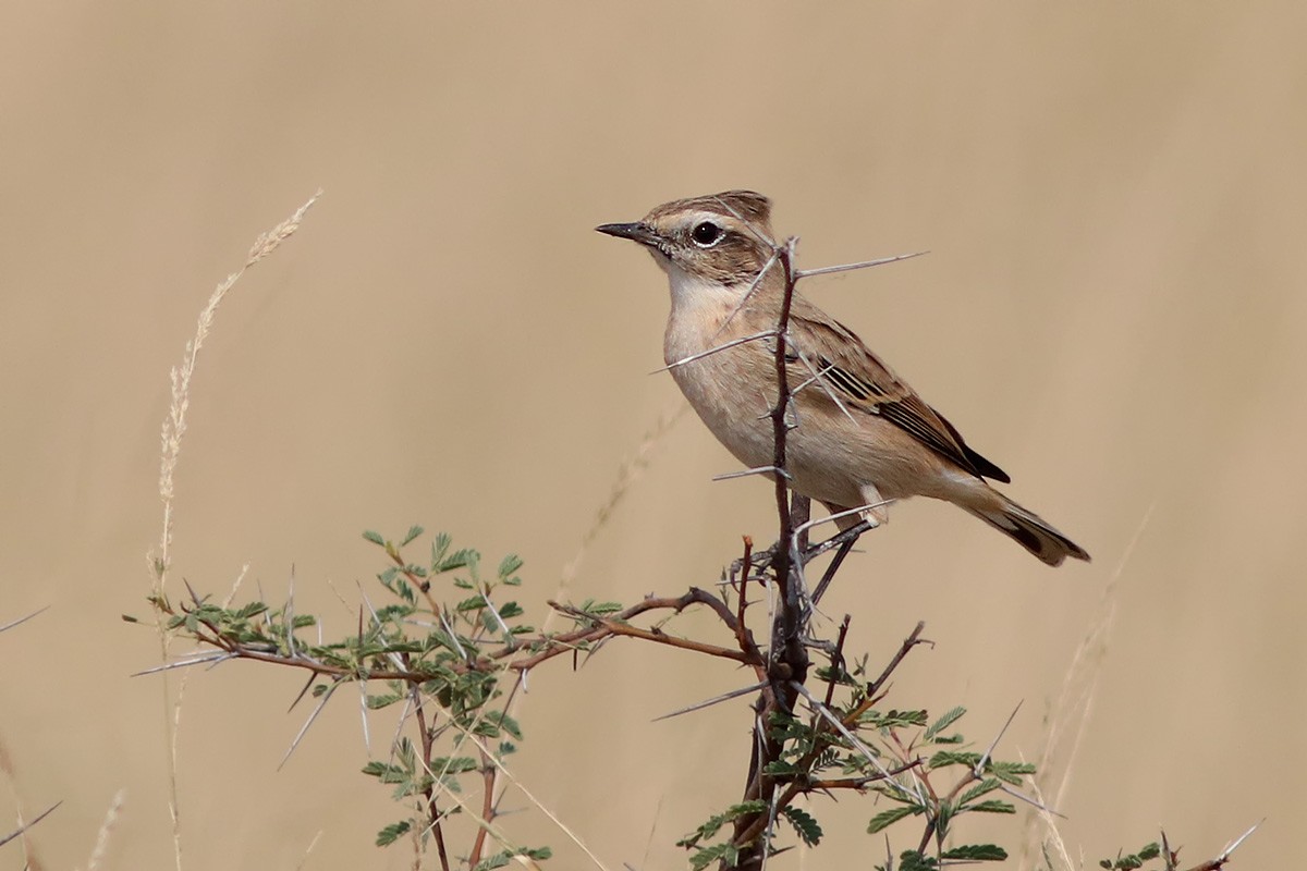 White-browed Bushchat - ML138141581