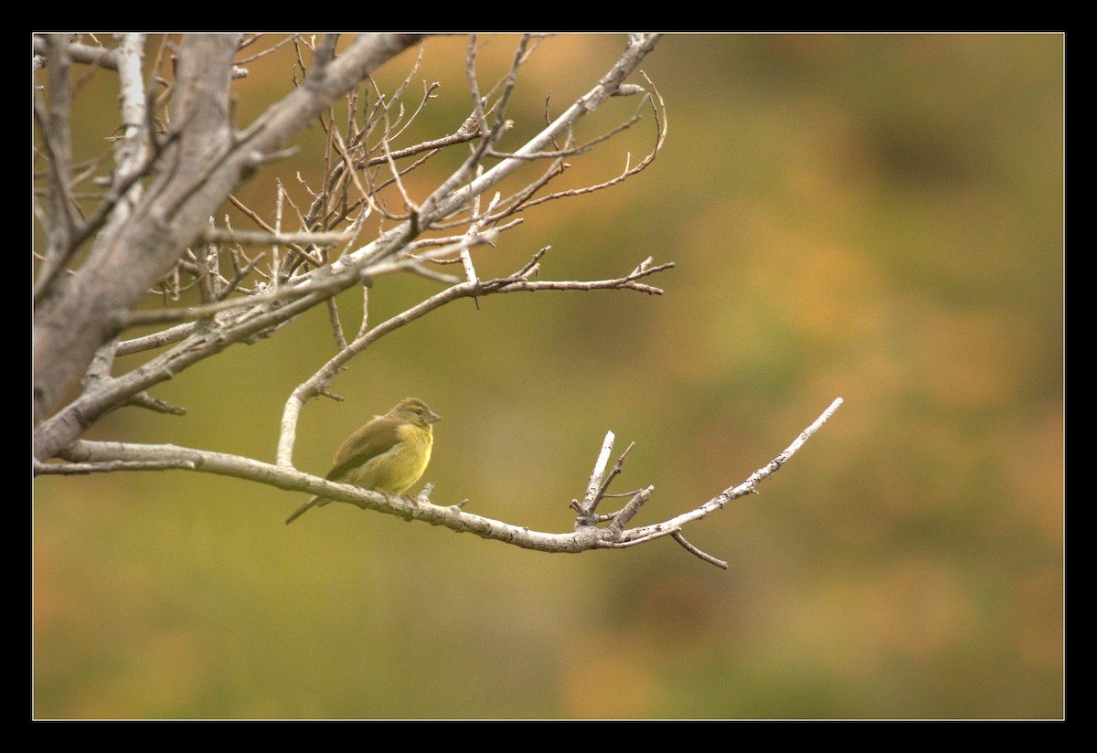 Cape Siskin - ML138141721