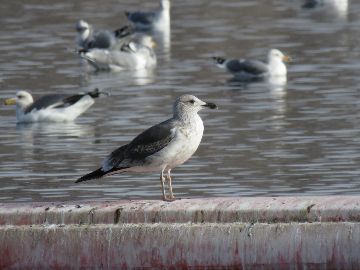 Gaviota Sombría - ML138142751