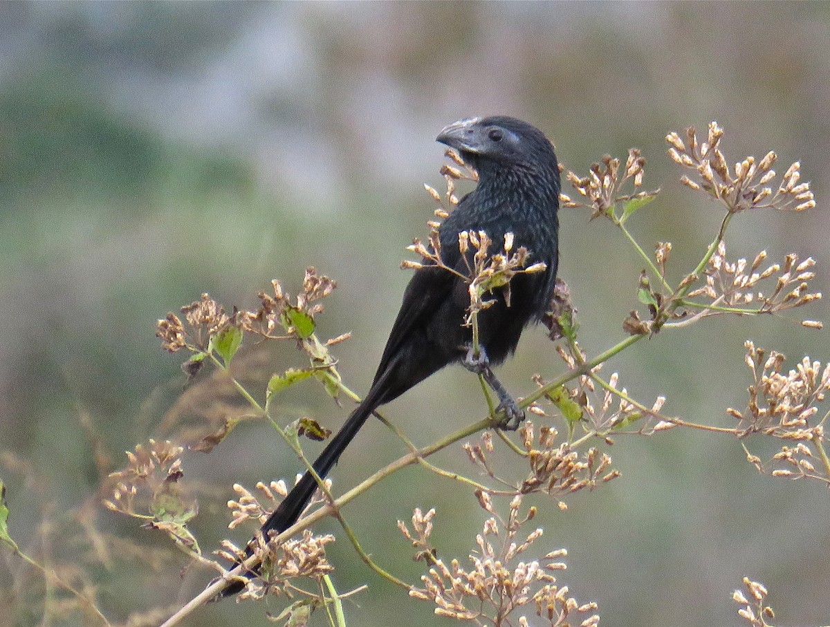 Groove-billed Ani - ML138143281