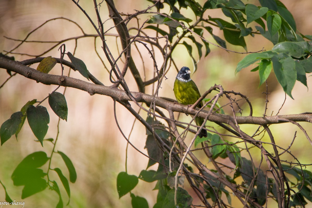 Collared Finchbill - You-Sheng Lin