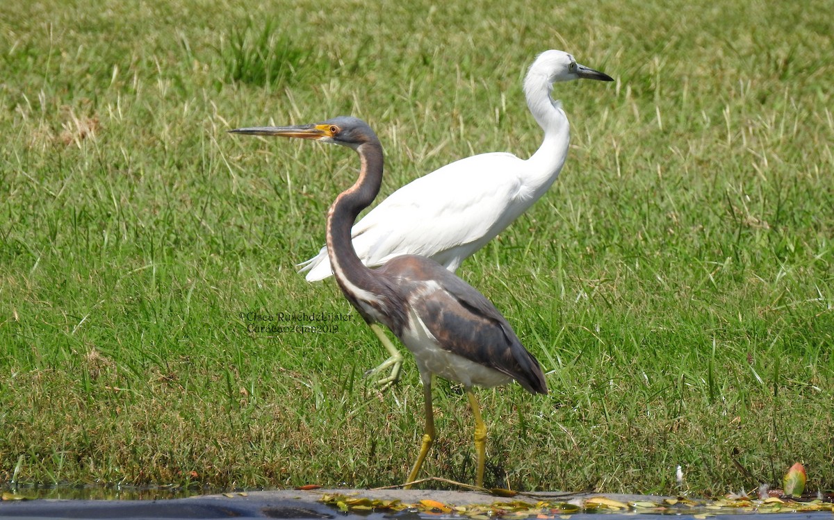 Tricolored Heron - ML138147611