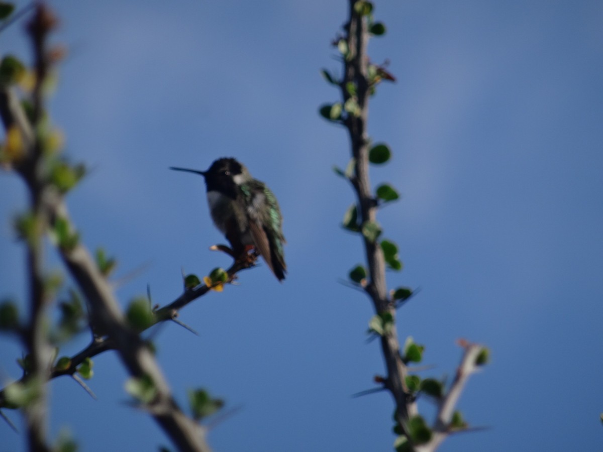 Colibrí de Costa - ML138147721