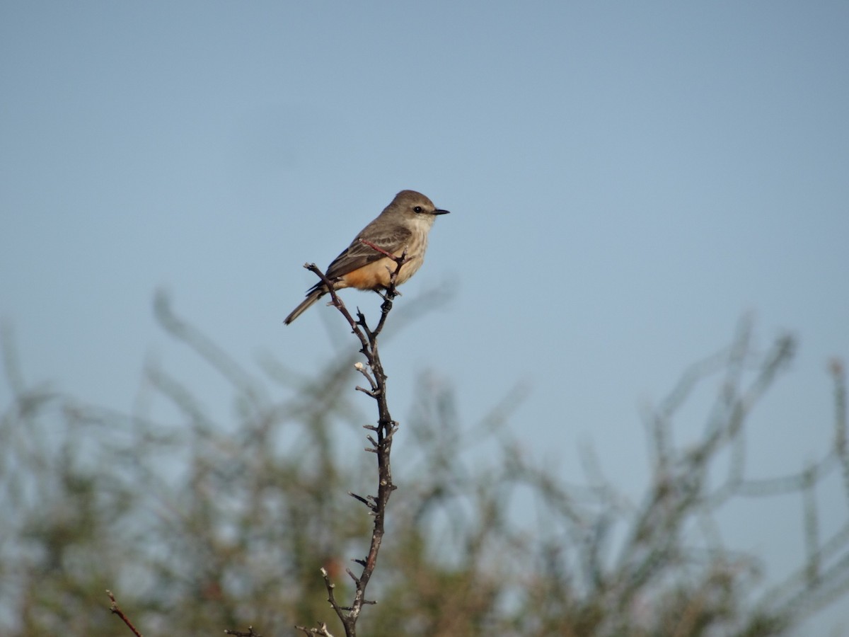 Vermilion Flycatcher - ML138148321