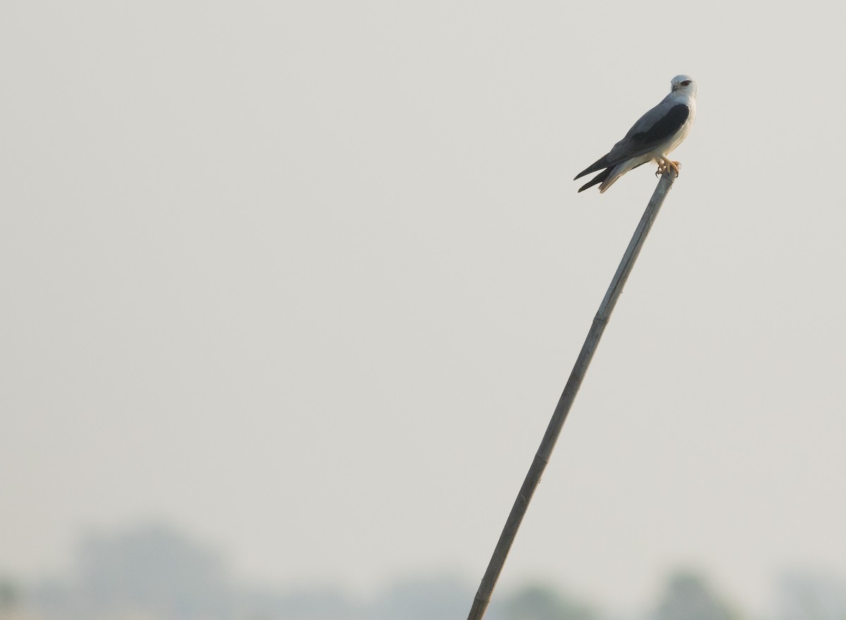 Black-winged Kite - Joachim Bertrands