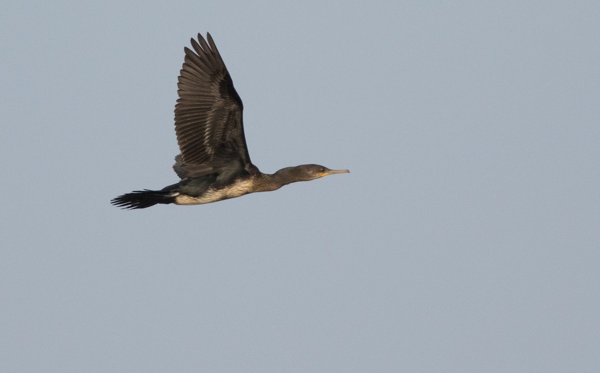 Indian Cormorant - ML138149621