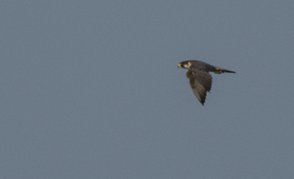 Peregrine Falcon - ML138149781