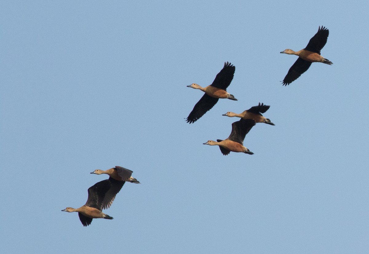 Lesser Whistling-Duck - Joachim Bertrands