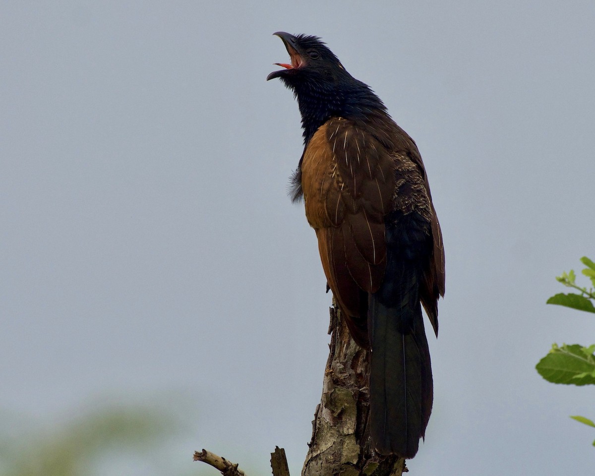 Black Coucal - ML138152991