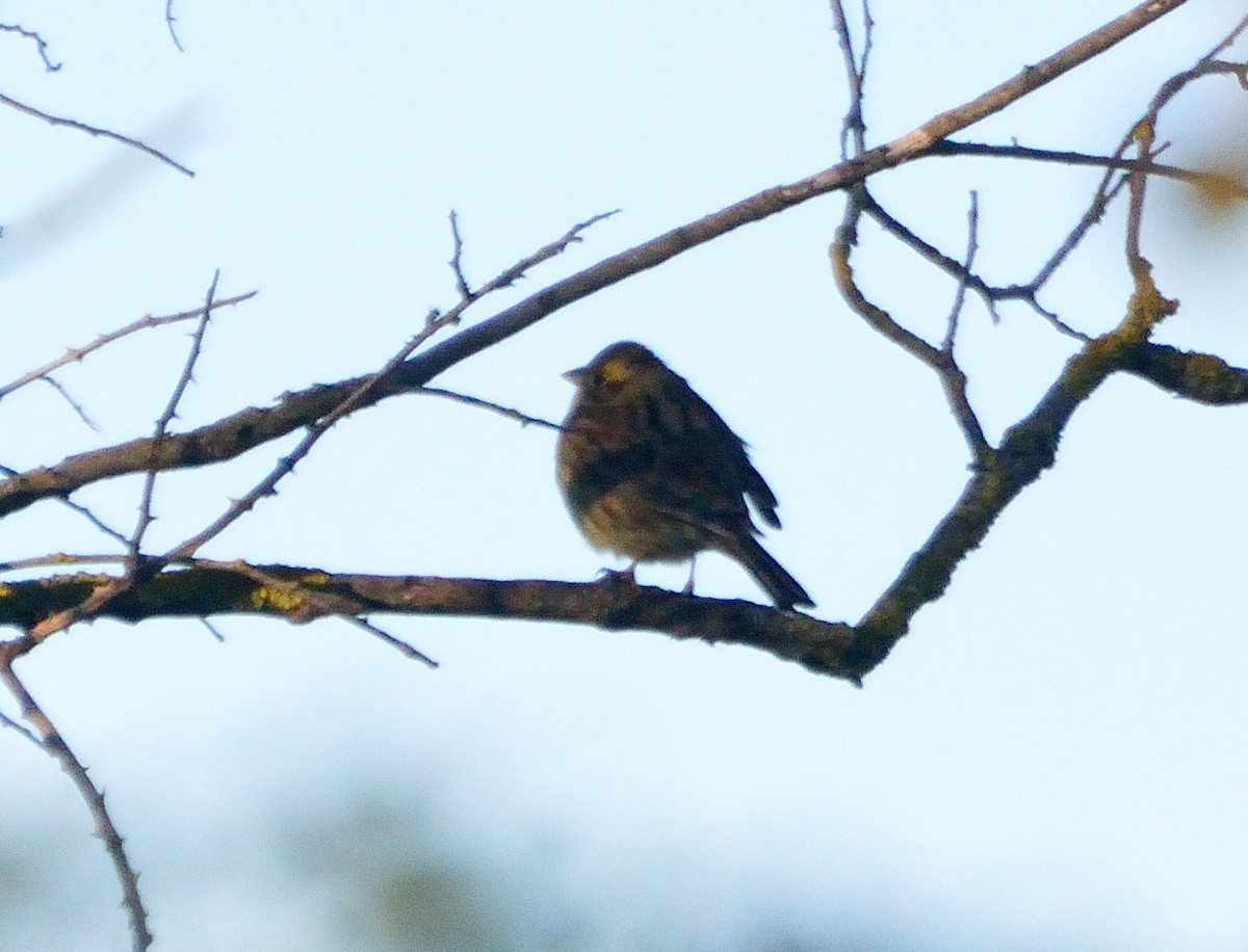 Cirl Bunting - ML138153641