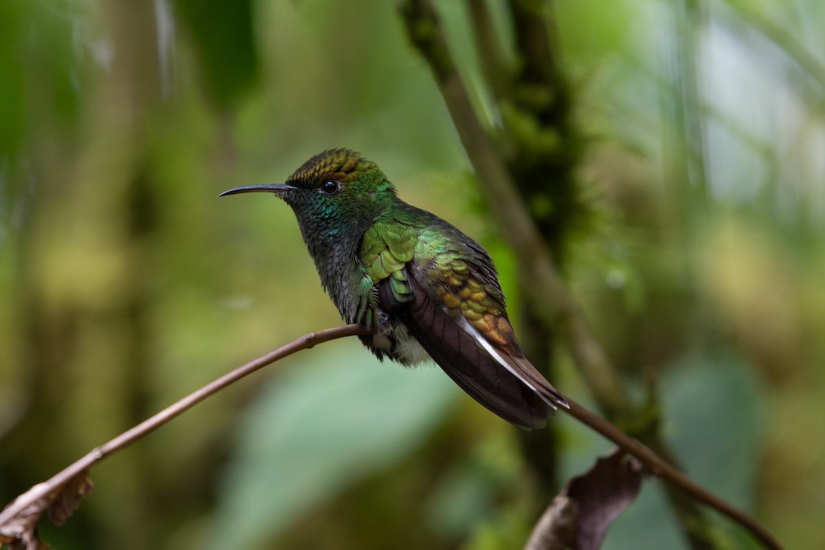 Coppery-headed Emerald - Steven Warmack