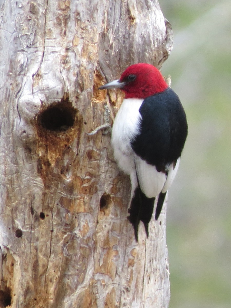 Red-headed Woodpecker - ML138157451