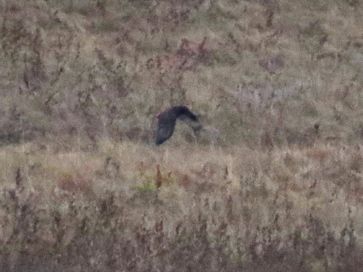 Rough-legged Hawk - ML138159401