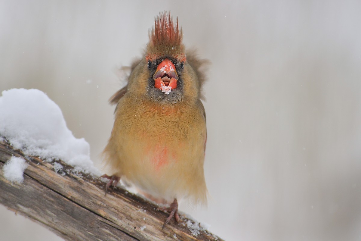 Northern Cardinal - ML138161301