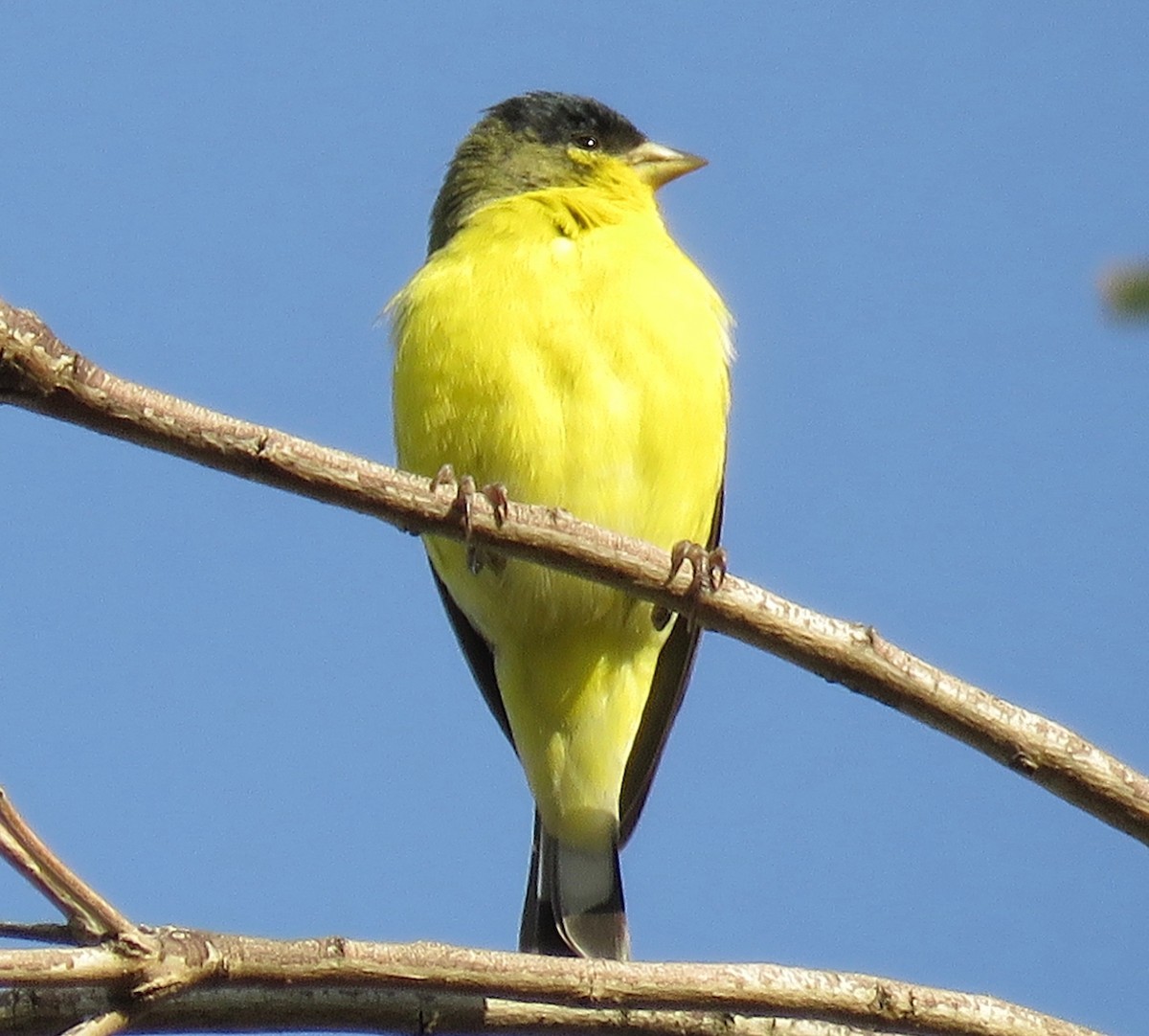 Lesser Goldfinch - Mark A. Brogie