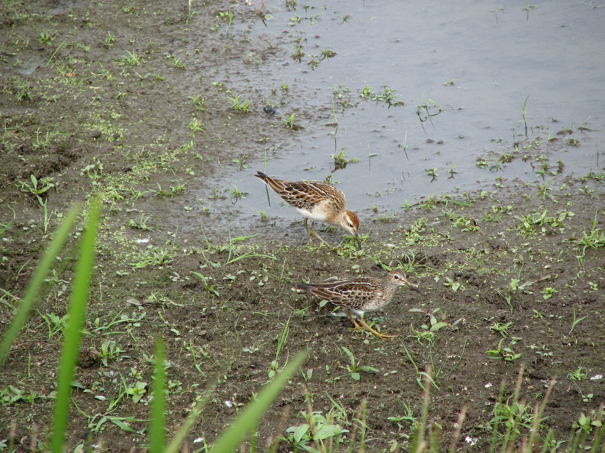 Sharp-tailed Sandpiper - Anonymous