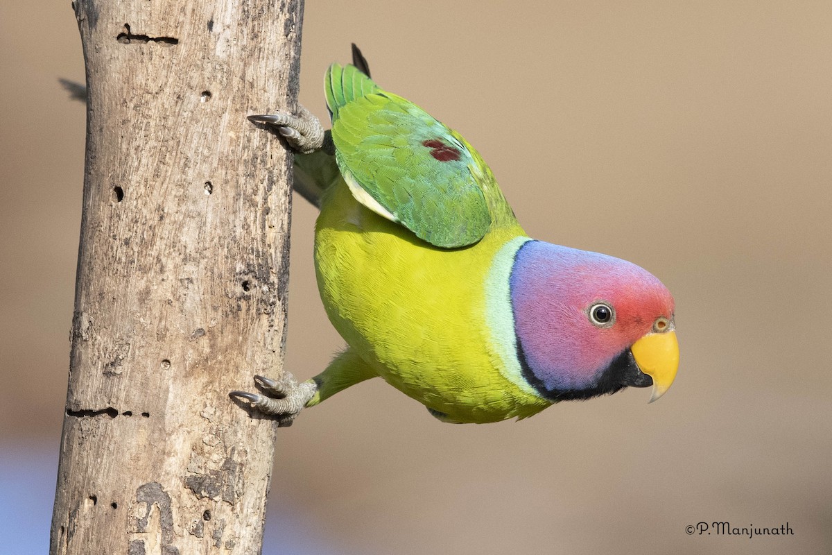 Plum-headed Parakeet - ML138161751