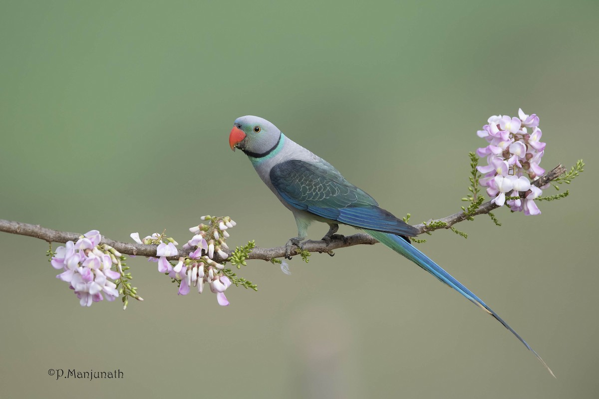 Malabar Parakeet - ML138161791