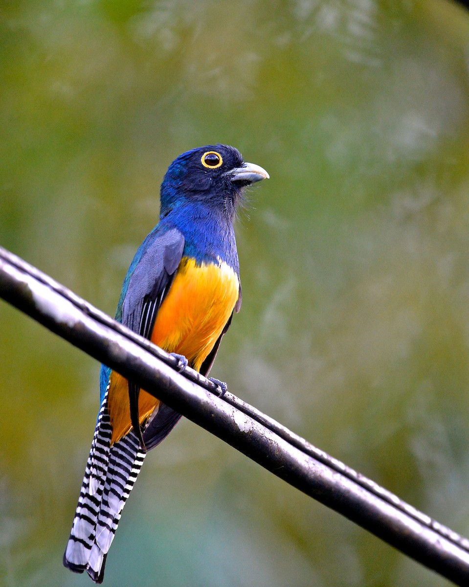 gulbrilletrogon - ML138162101