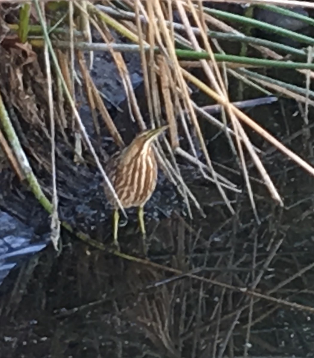 American Bittern - ML138163541