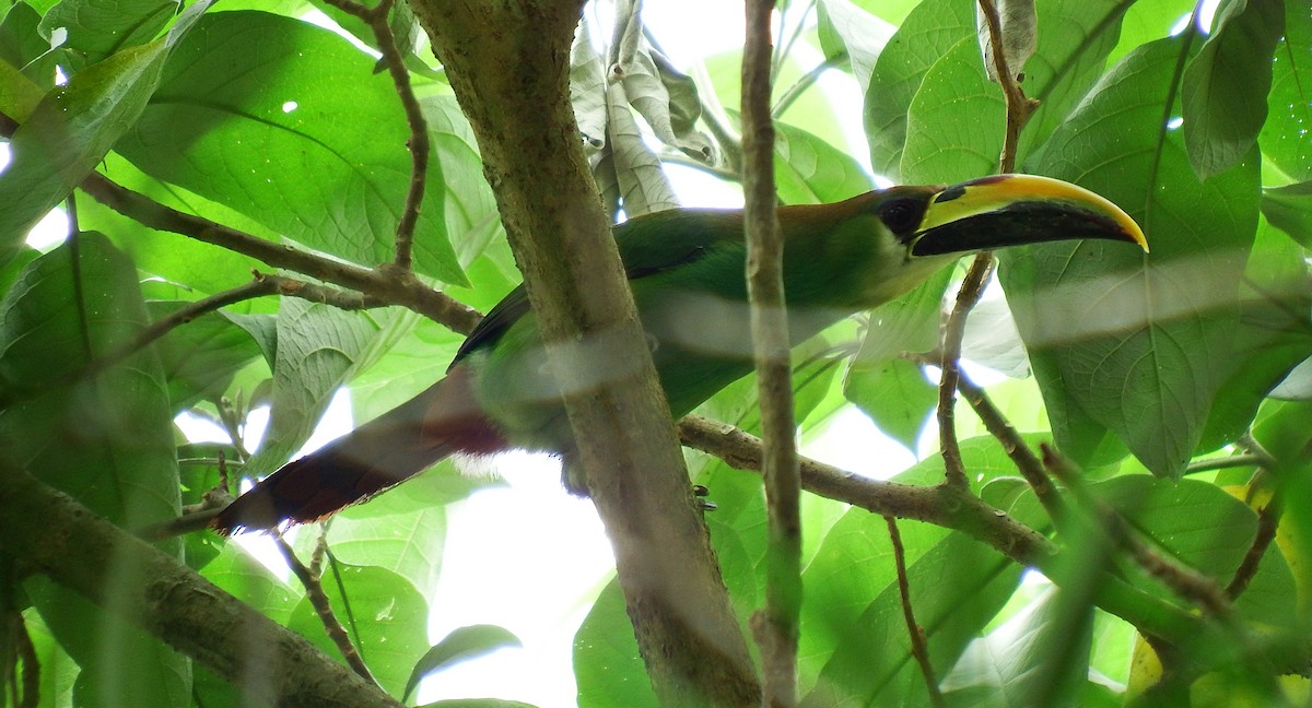 Toucanet émeraude - ML138164541