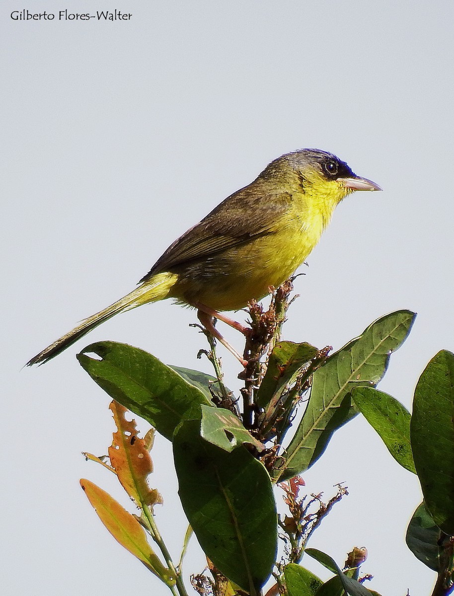 Gray-crowned Yellowthroat - ML138164771