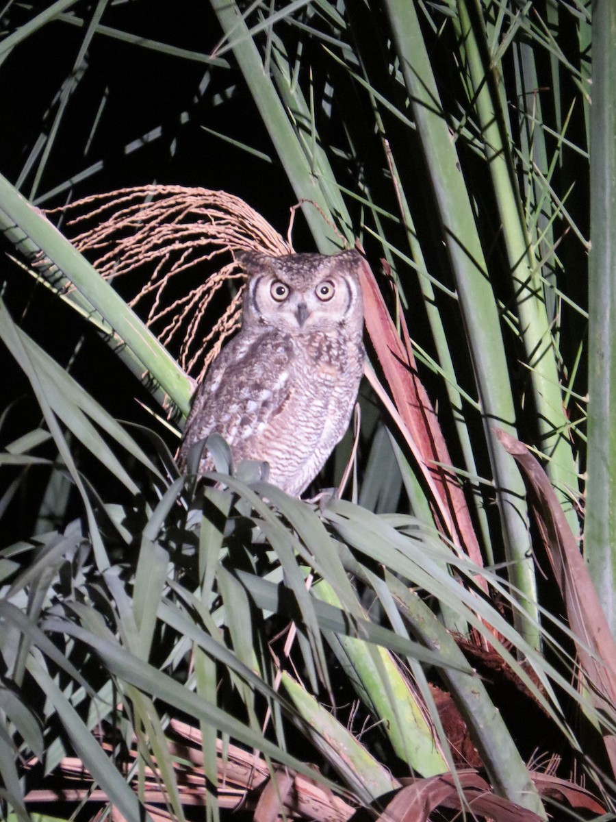 Arabian Eagle-Owl - ML138164881
