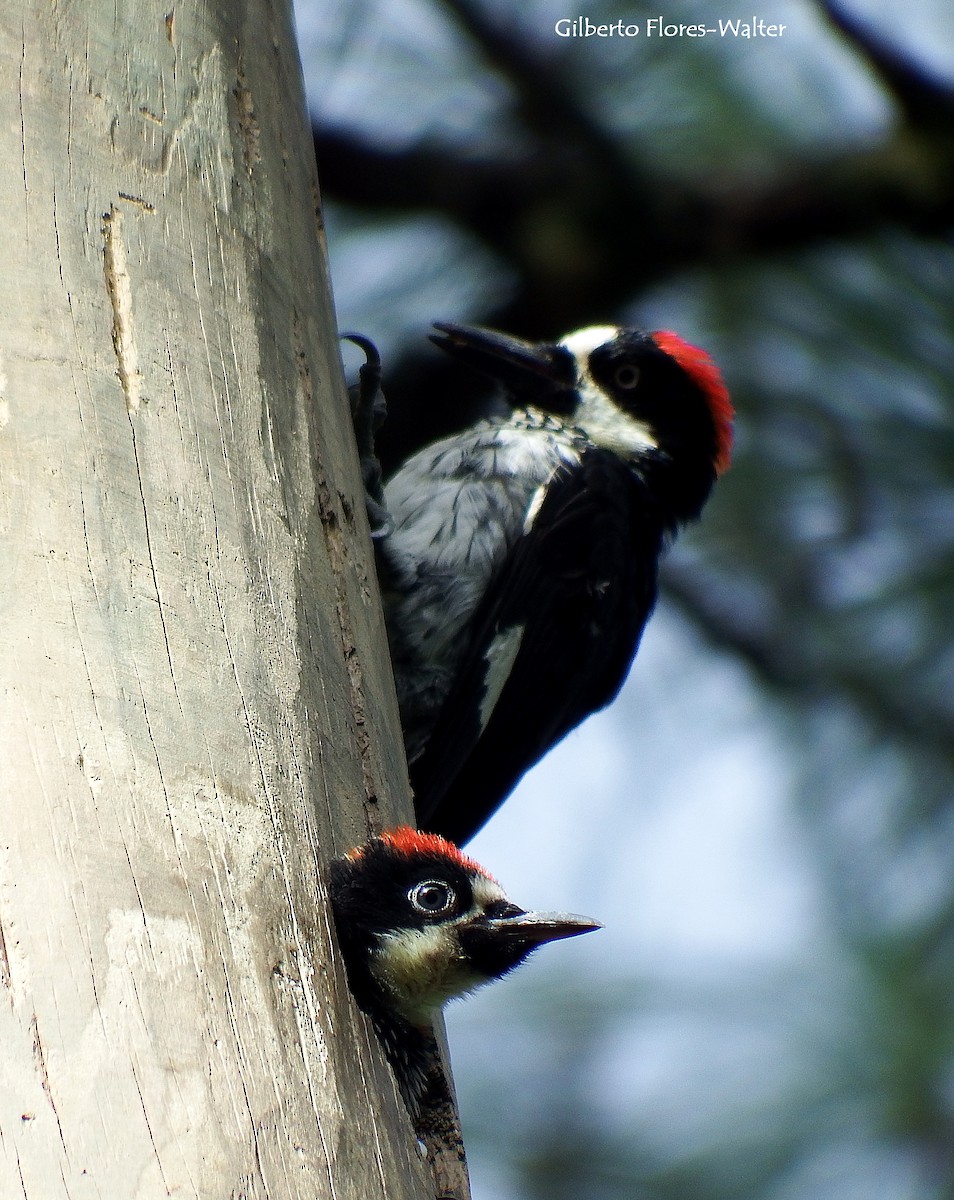 Acorn Woodpecker - Gilberto Flores-Walter (Feathers Birding)