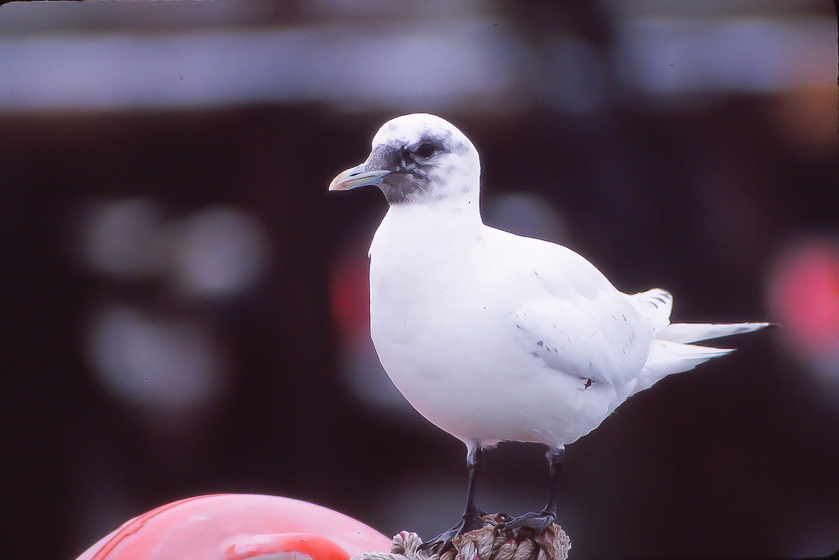 Gaviota Marfileña - ML138165551