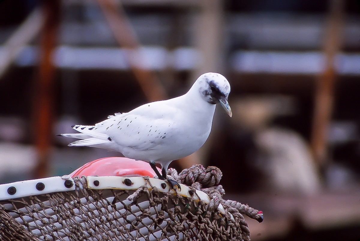 Gaviota Marfileña - ML138165581