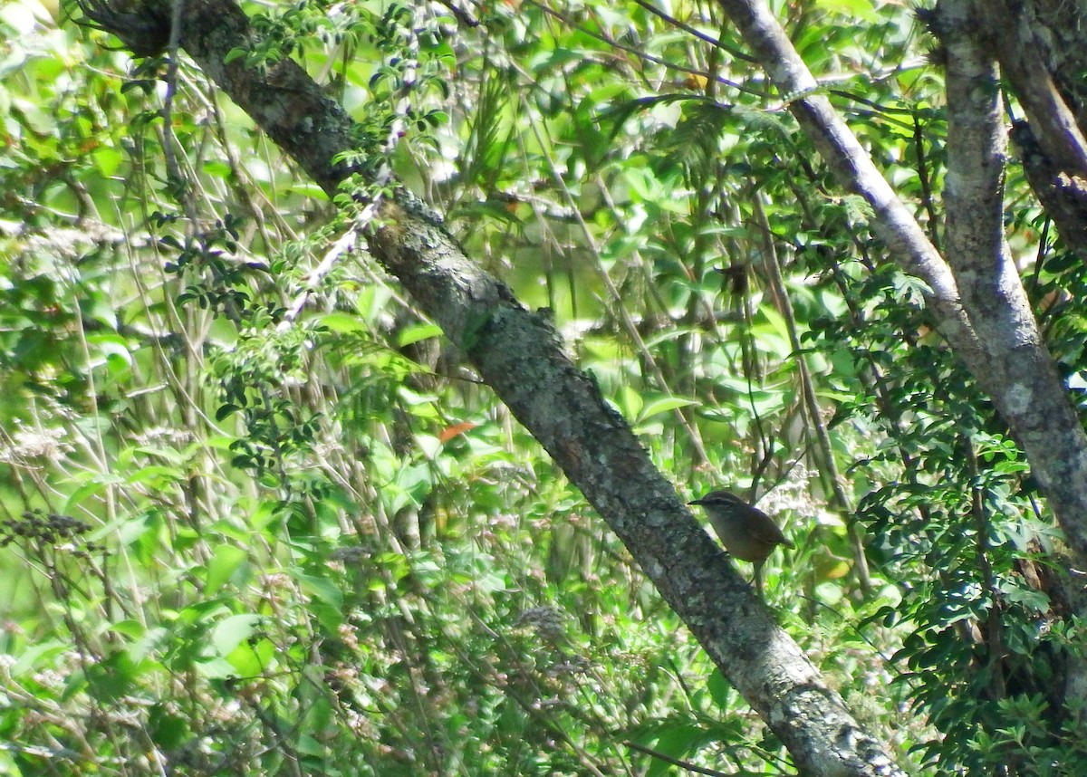 Cabanis's Wren - ML138165601