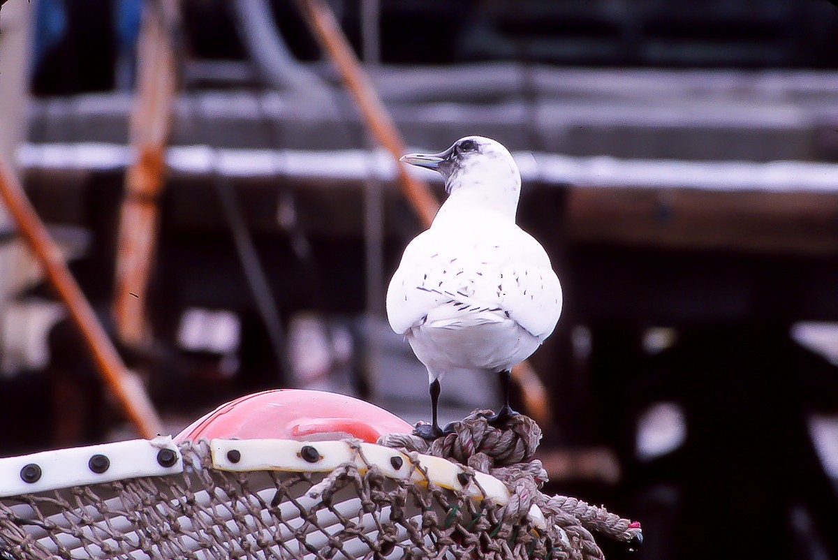 Ivory Gull - ML138165611