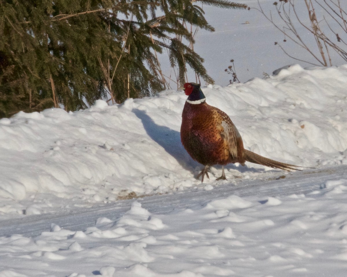 Ring-necked Pheasant - Jack & Holly Bartholmai