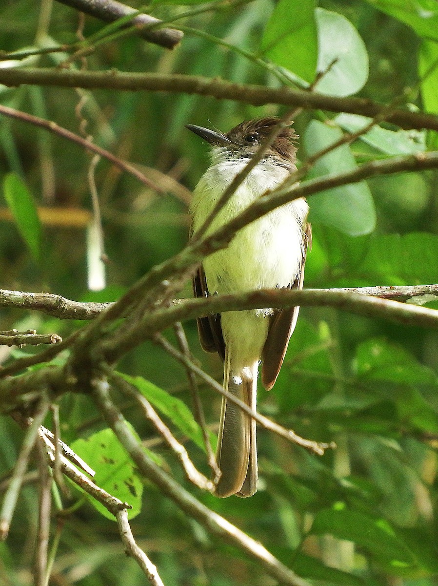 Dusky-capped Flycatcher - ML138165811