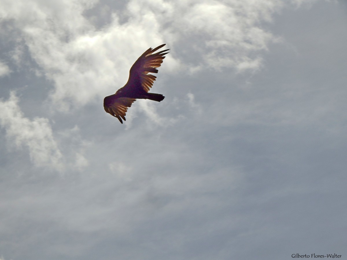 Turkey Vulture - ML138165821