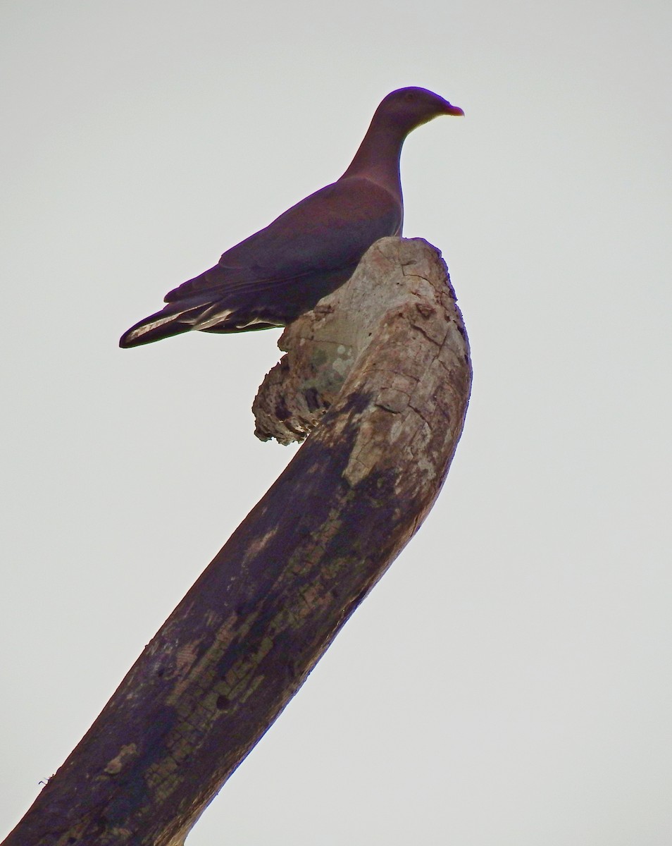 Red-billed Pigeon - ML138165841