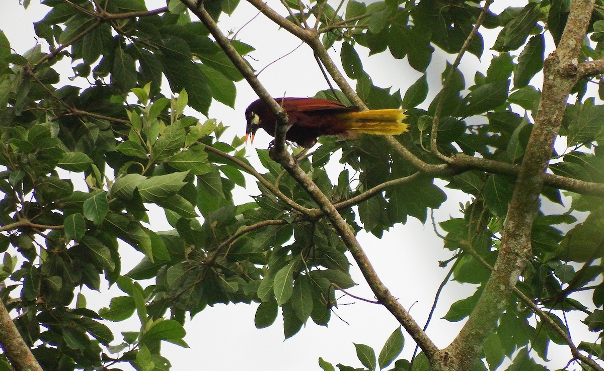 Montezuma Oropendola - ML138165861