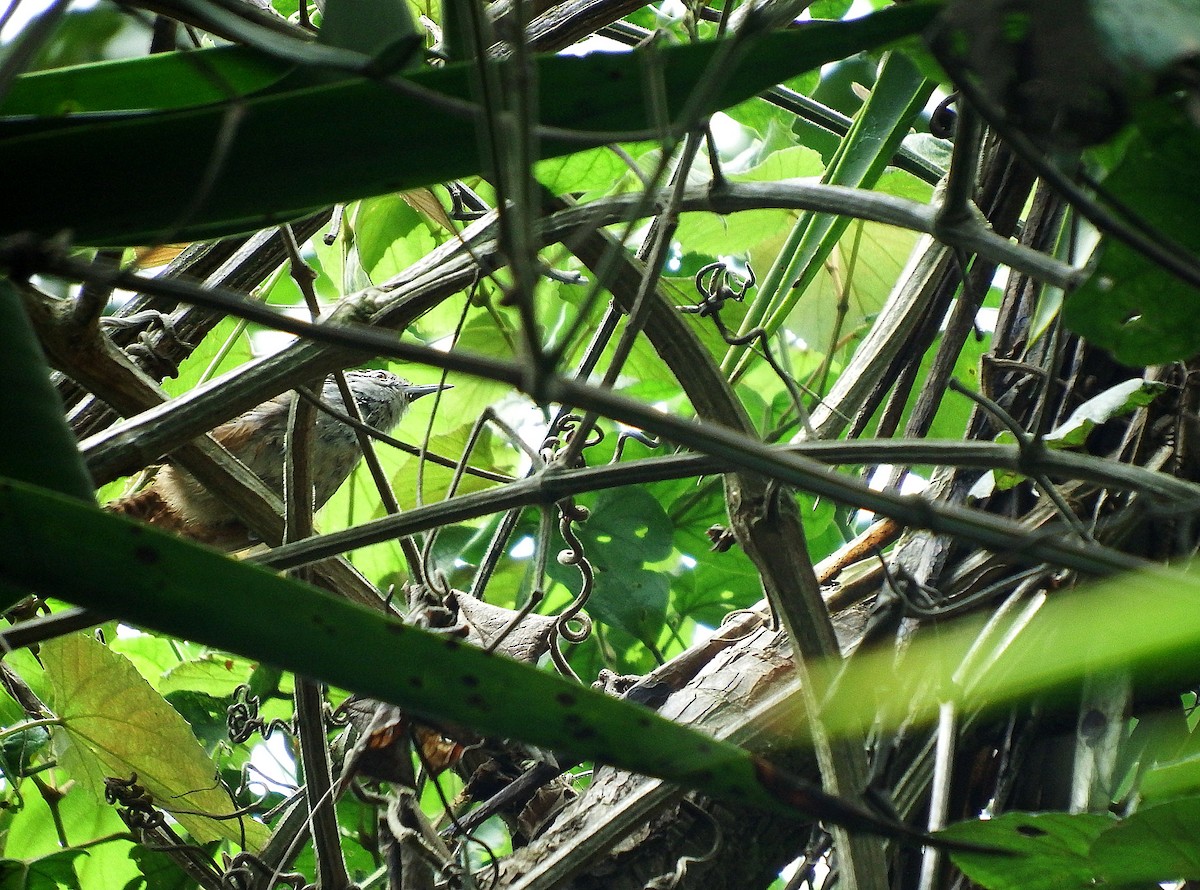 Spot-breasted Wren - ML138165891