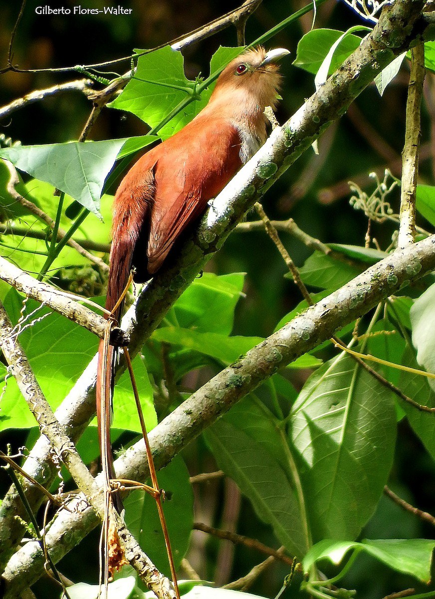 Squirrel Cuckoo - ML138165941