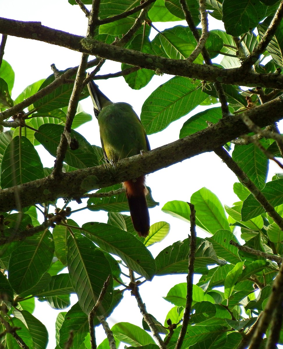 Toucanet émeraude - ML138165971