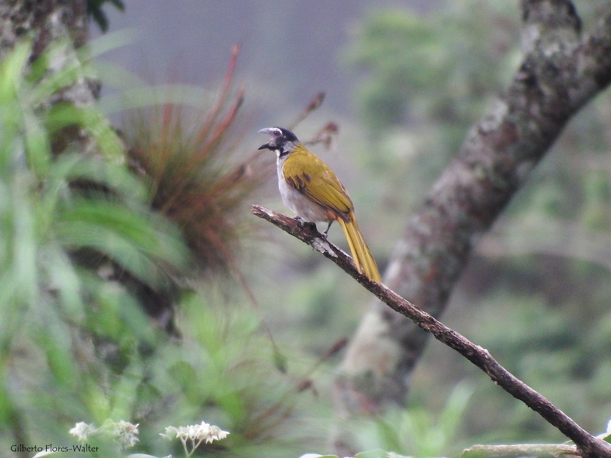 Black-headed Saltator - ML138166081