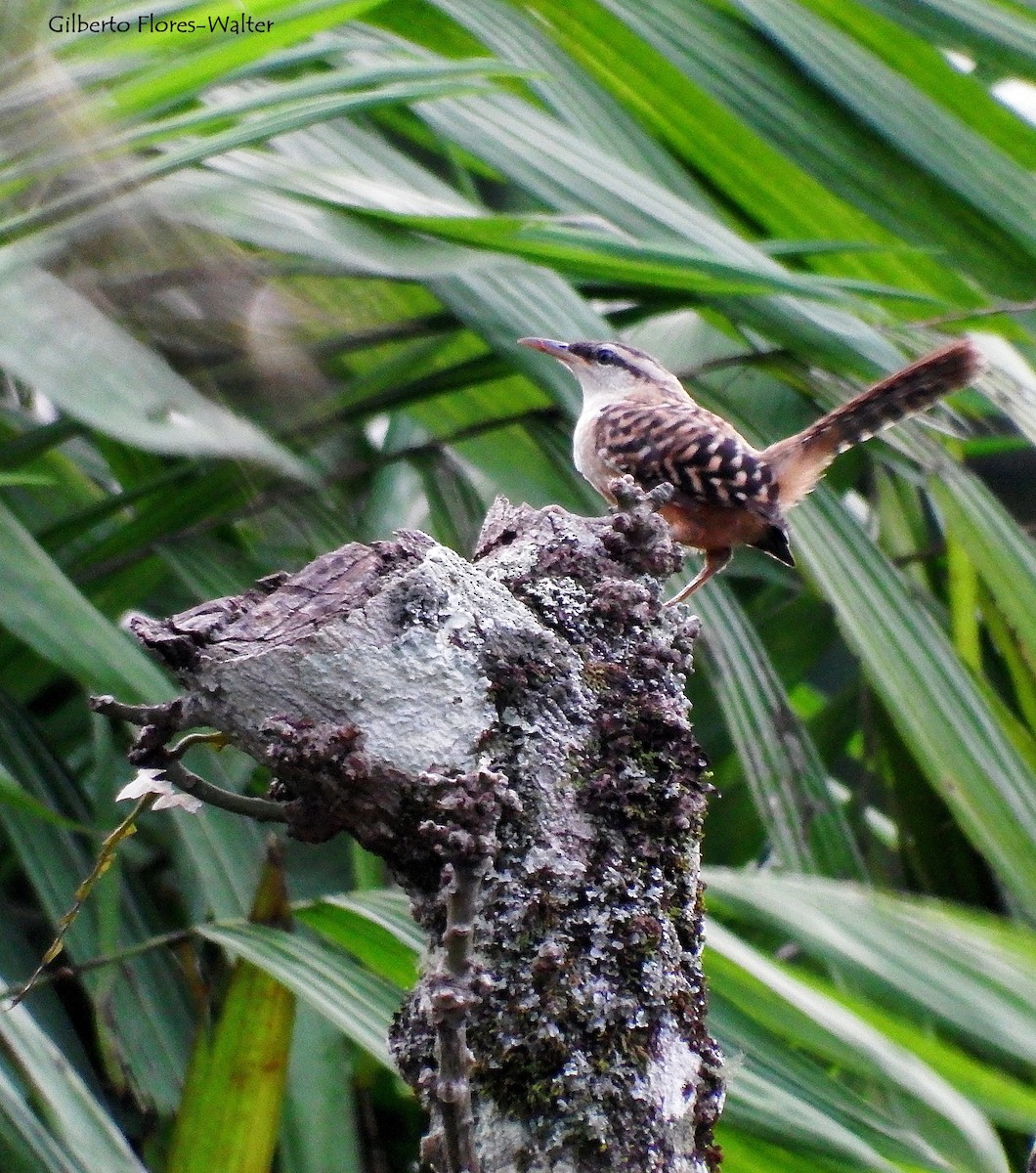 Band-backed Wren - ML138166131