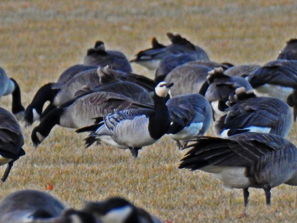 Barnacle Goose - ML138167011