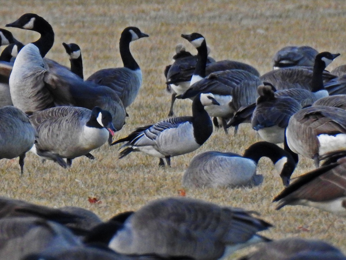 Barnacle Goose - ML138167021