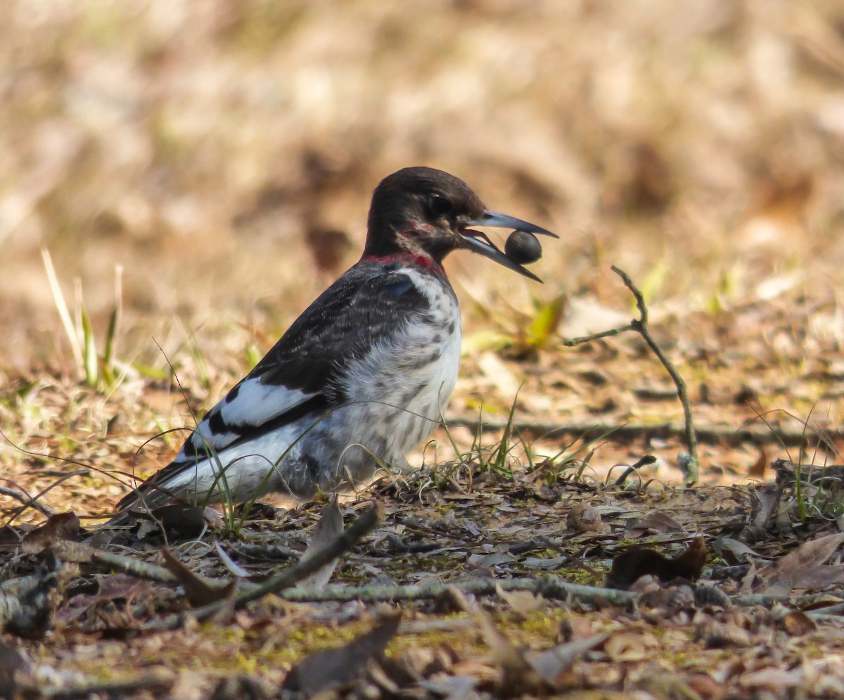 Red-headed Woodpecker - ML138167531