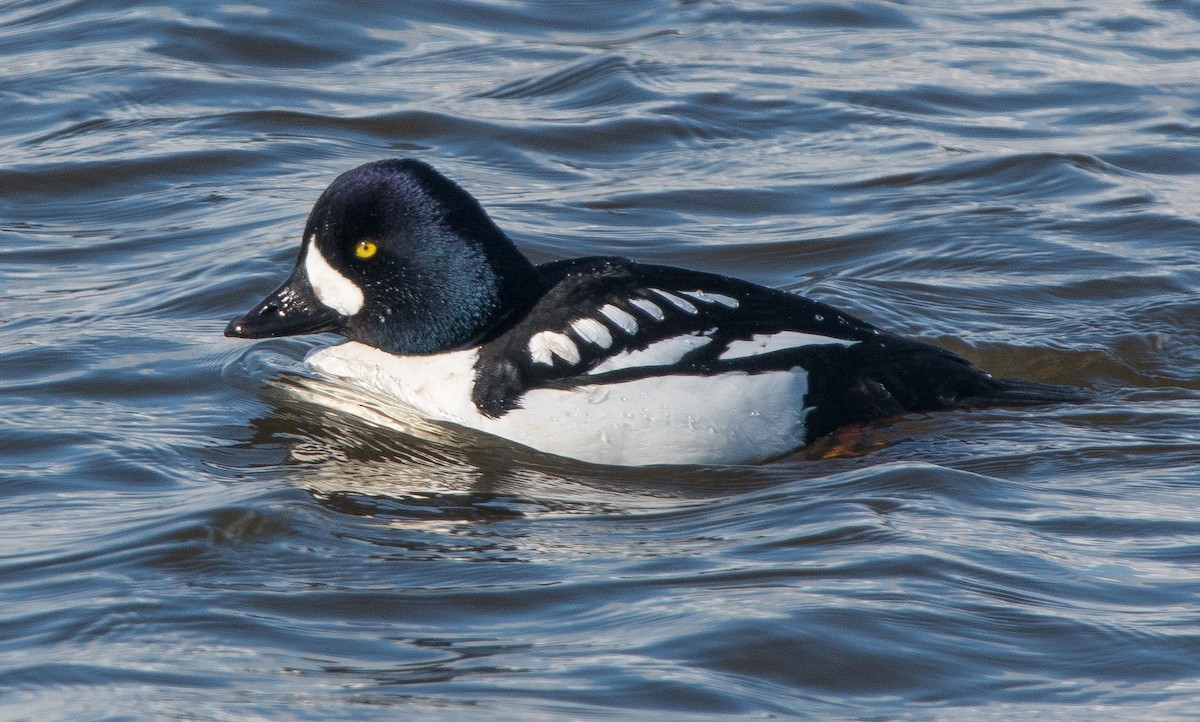 Barrow's Goldeneye - Joel Strong