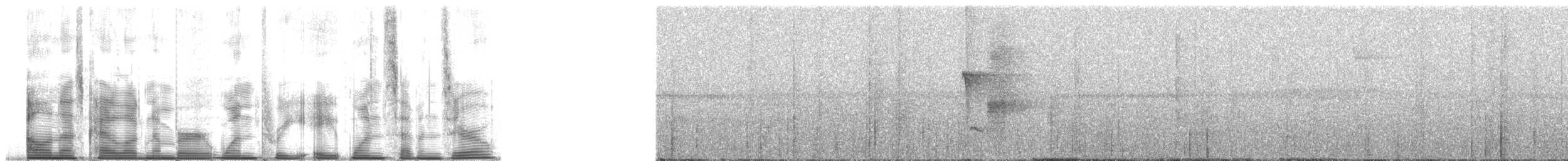 Geniş Kuyruklu Manakin - ML138170