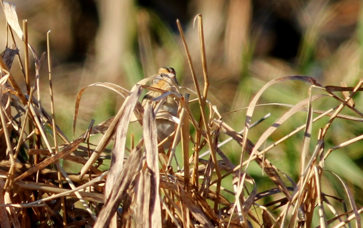 LeConte's Sparrow - ML138170441