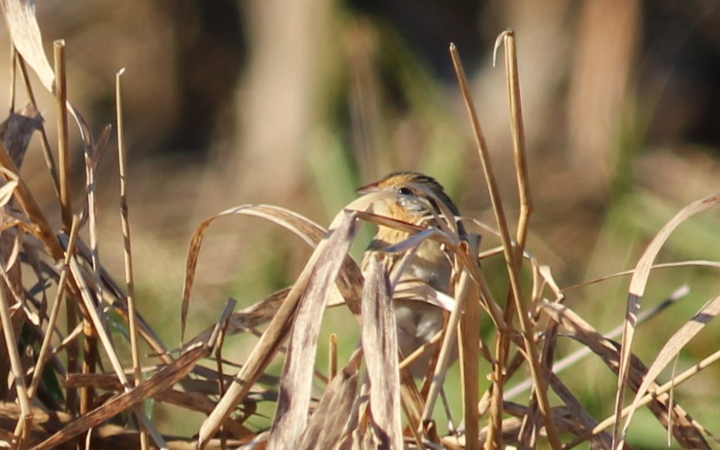 LeConte's Sparrow - Kevin McGowan