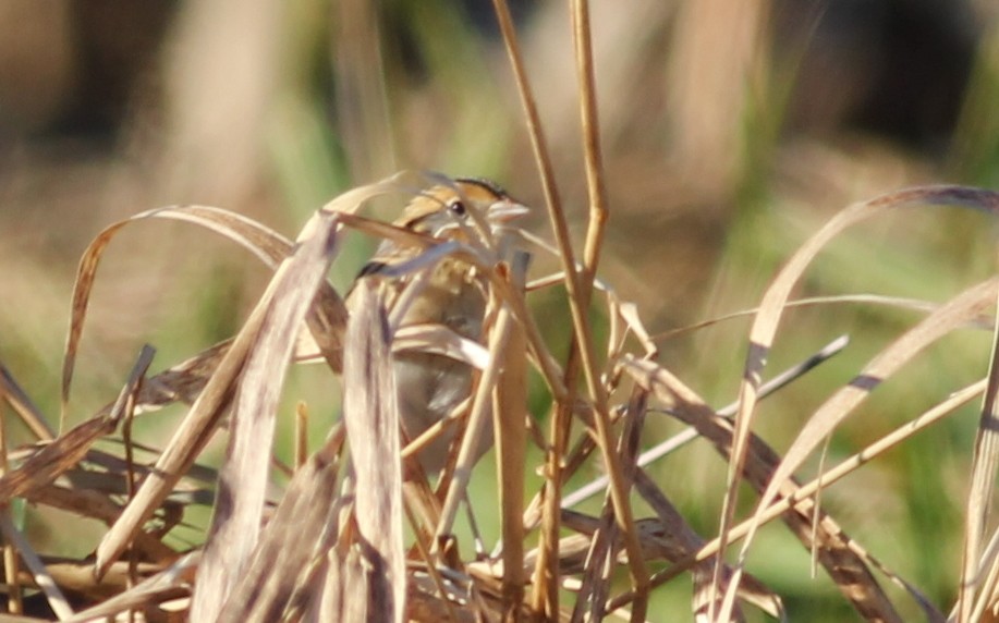 LeConte's Sparrow - ML138170471